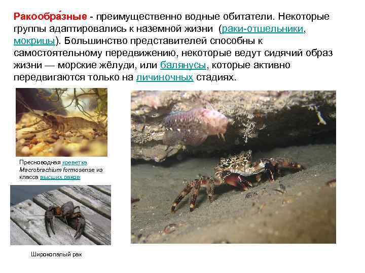 Ракообра зные - преимущественно водные обитатели. Некоторые группы адаптировались к наземной жизни (раки-отшельники, мокрицы).