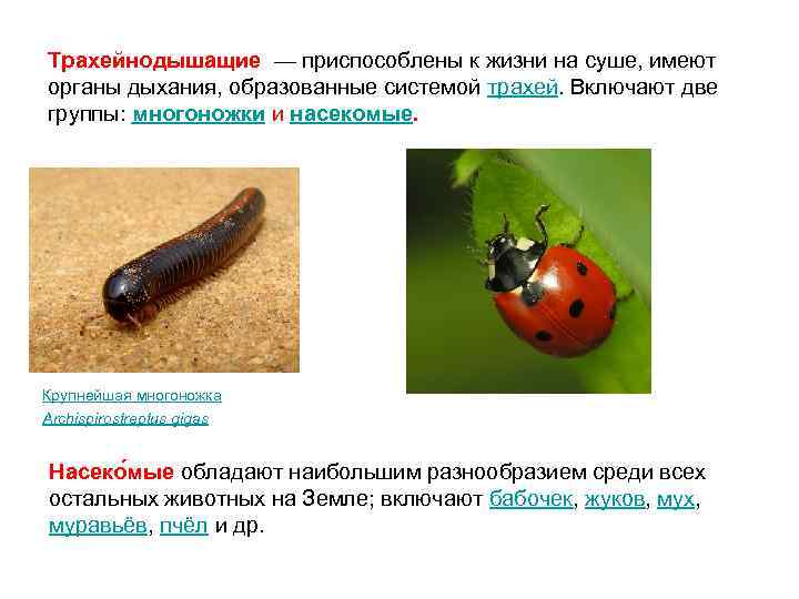 Трахейнодышащие — приспособлены к жизни на суше, имеют органы дыхания, образованные системой трахей. Включают
