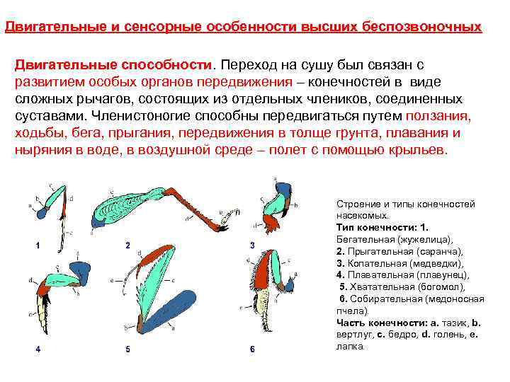 Двигательные и сенсорные особенности высших беспозвоночных Двигательные способности. Переход на сушу был связан с