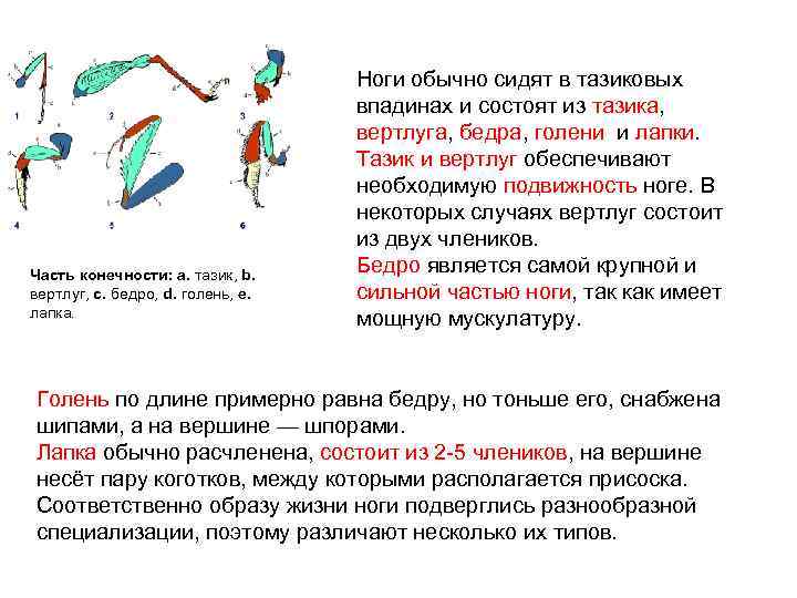 Часть конечности: a. тазик, b. вертлуг, c. бедро, d. голень, e. лапка. Ноги обычно