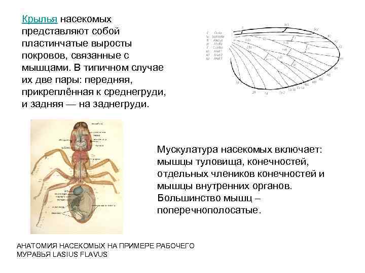 Крылья насекомых представляют собой пластинчатые выросты покровов, связанные с мышцами. В типичном случае их