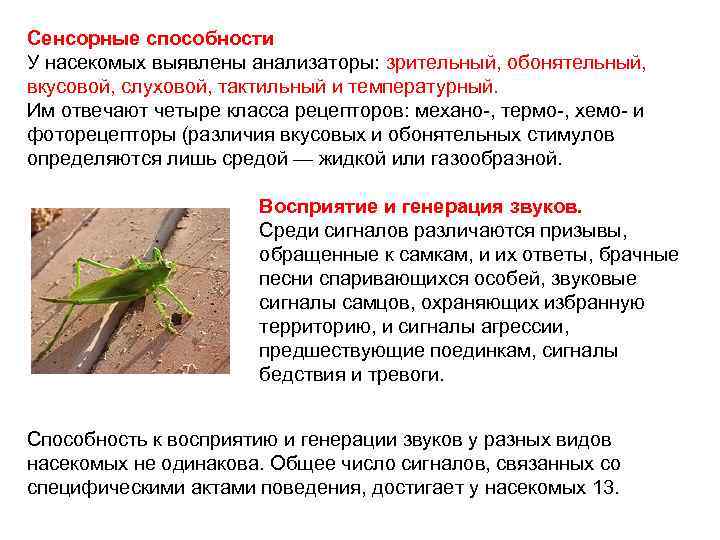 Сенсорные способности У насекомых выявлены анализаторы: зрительный, обонятельный, вкусовой, слуховой, тактильный и температурный. Им