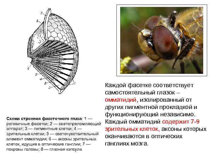 Фасеточное зрение презентация