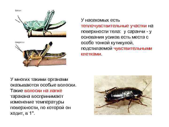 У насекомых есть теплочувствительные участки на поверхности тела: у саранчи - у основания усиков