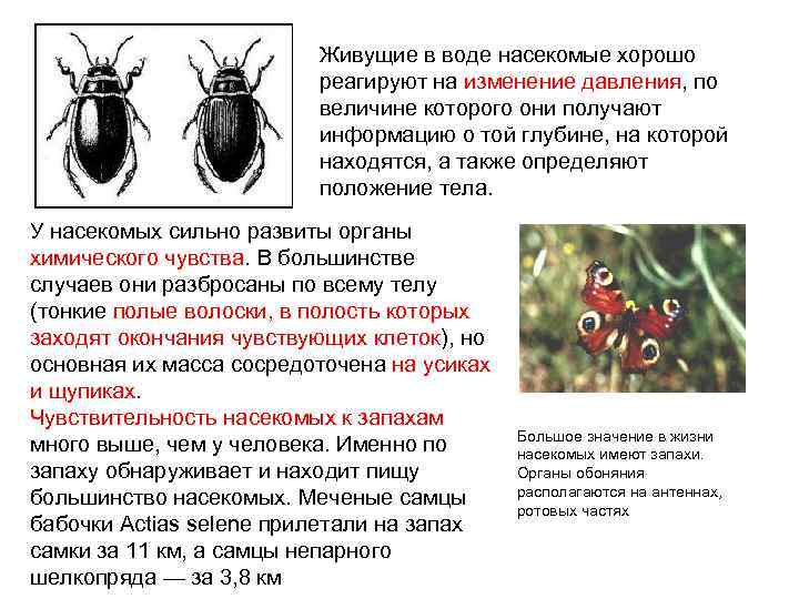Живущие в воде насекомые хорошо реагируют на изменение давления, по величине которого они получают