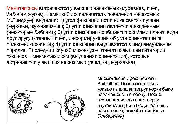 Менотаксисы встречаются у высших насекомых (муравьев, пчел, бабочек, жуков). Немецкий исследователь поведения насекомых М.