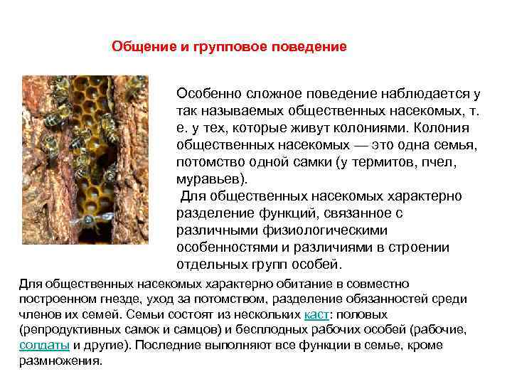 Общение и групповое поведение Особенно сложное поведение наблюдается у так называемых общественных насекомых, т.