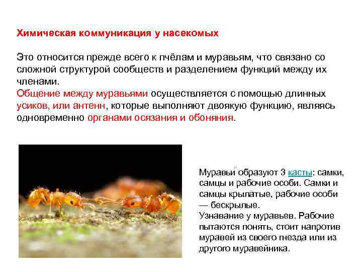 Химическая коммуникация у насекомых Это относится прежде всего к пчёлам и муравьям, что связано