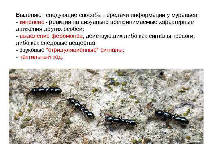 Выделяют следующие способы передачи информации у муравьев: - кинопсис - реакция на визуально воспринимаемые
