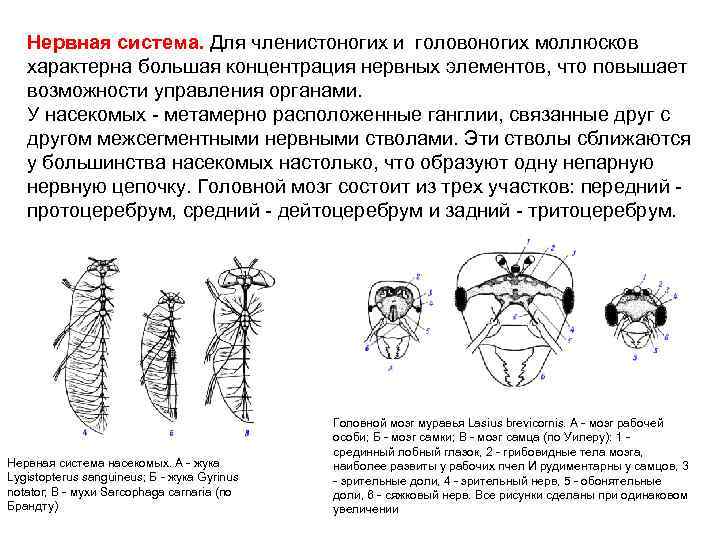 Нервная система насекомых презентация