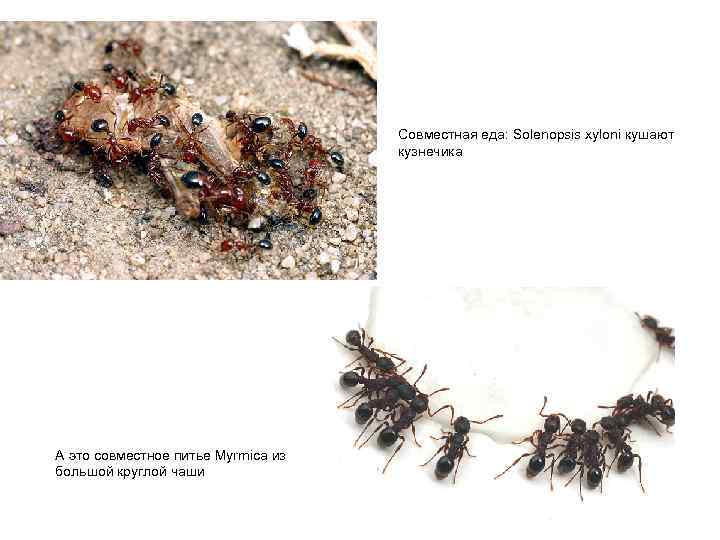 Совместная еда: Solenopsis xyloni кушают кузнечика А это совместное питье Myrmica из большой круглой