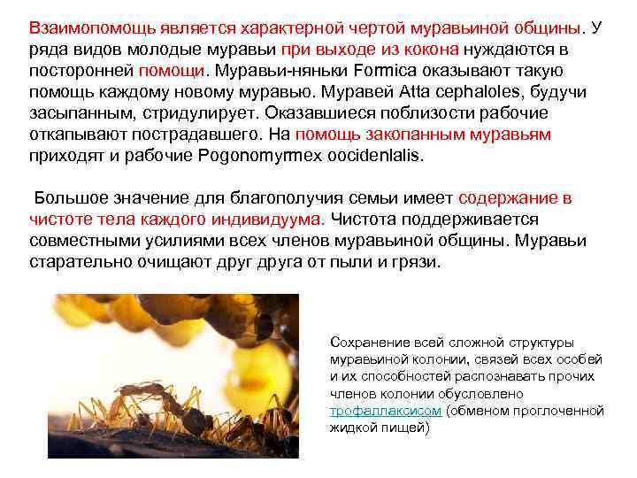Взаимопомощь является характерной чертой муравьиной общины. У ряда видов молодые муравьи при выходе из
