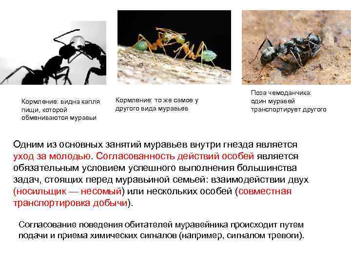 Кормление: видна капля пищи, которой обмениваются муравьи Кормление: то же самое у другого вида