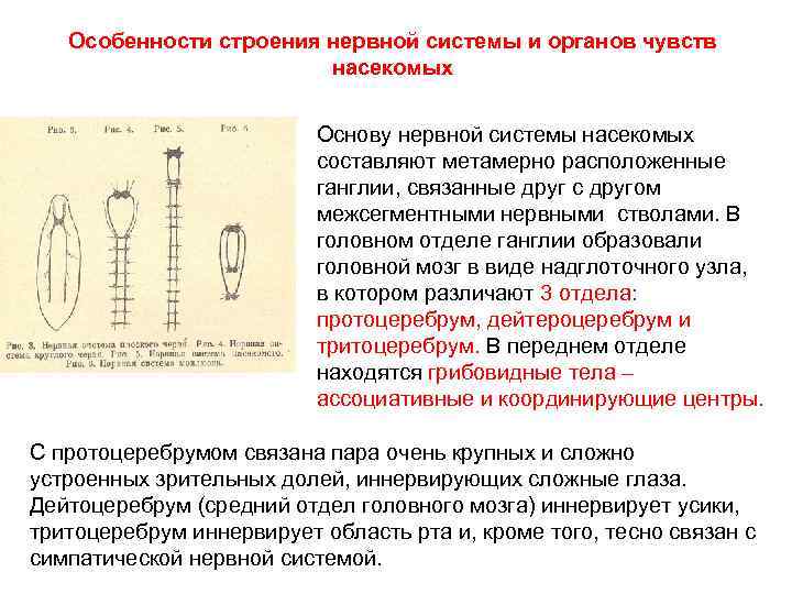 Особенности строения нервной системы и органов чувств насекомых Основу нервной системы насекомых составляют метамерно