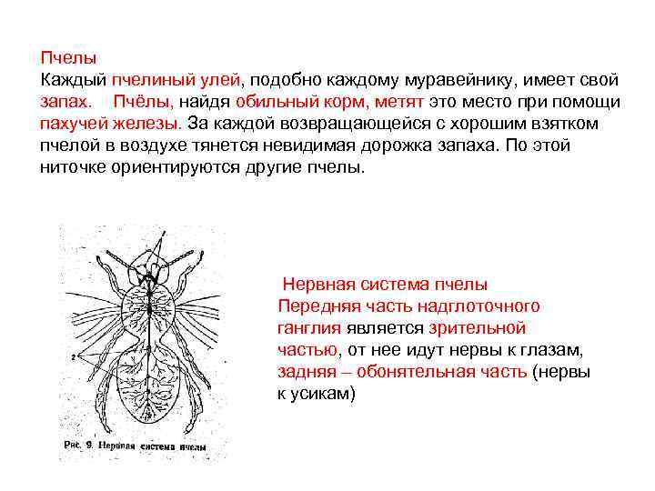 Пчелы Каждый пчелиный улей, подобно каждому муравейнику, имеет свой запах. Пчёлы, найдя обильный корм,
