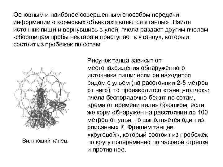 Основным и наиболее совершенным способом передачи информации о кормовых объектах являются «танцы» . Найдя