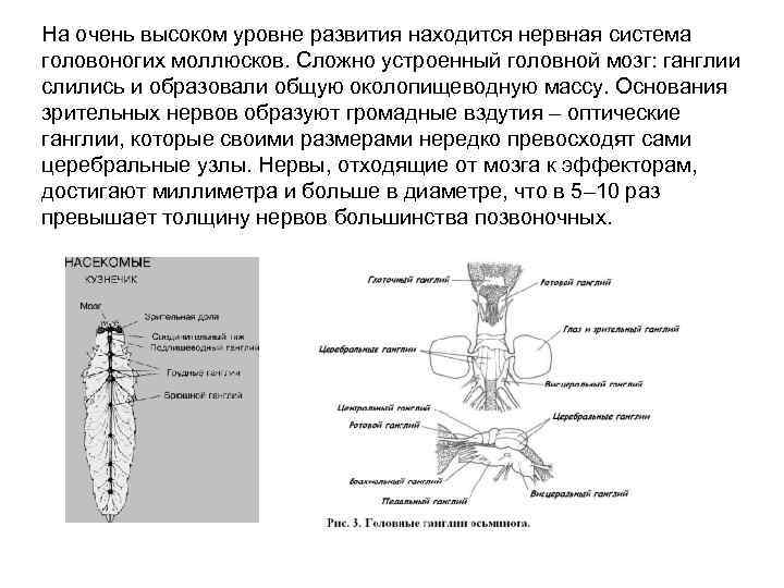 На очень высоком уровне развития находится нервная система головоногих моллюсков. Сложно устроенный головной мозг: