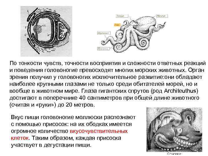 По тонкости чувств, точности восприятия и сложности ответных реакций и поведения головоногие превосходят многих