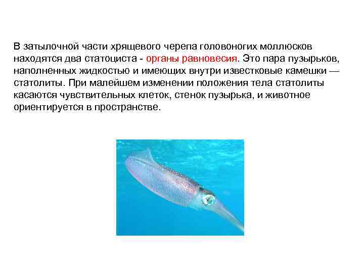 В затылочной части хрящевого черепа головоногих моллюсков находятся два статоциста - органы равновесия. Это