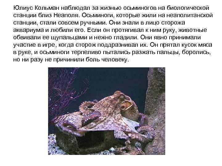 Юлиус Кольман наблюдал за жизнью осьминогов на биологической станции близ Неаполя. Осьминоги, которые жили