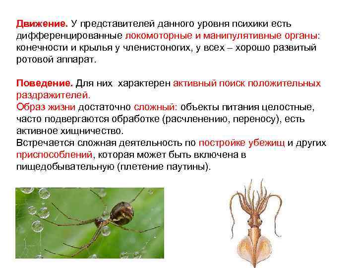 Движение. У представителей данного уровня психики есть дифференцированные локомоторные и манипулятивные органы: конечности и