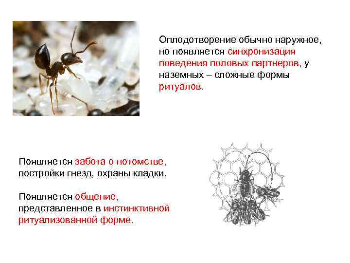 Оплодотворение обычно наружное, но появляется синхронизация поведения половых партнеров, у наземных – сложные формы