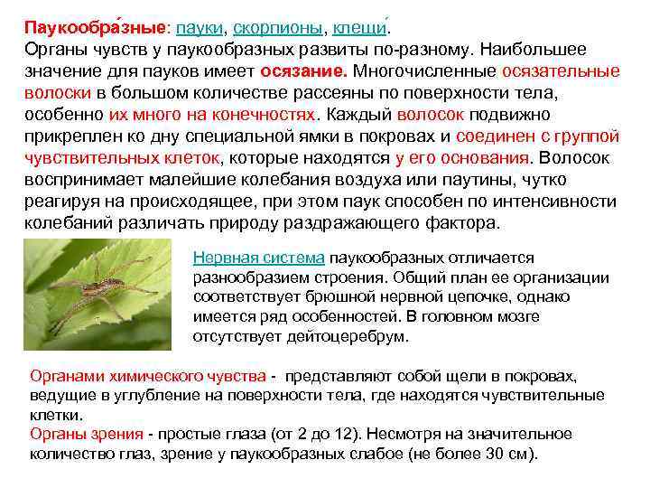 Паукообра зные: пауки, скорпионы, клещи. Органы чувств у паукообразных развиты по-разному. Наибольшее значение для