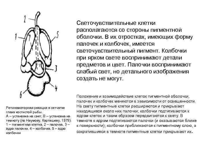 Светочувствительные клетки располагаются со стороны пигментной оболочки. В их отростках, имеющих форму палочек и