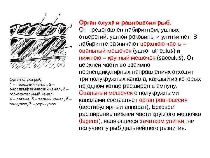 Орган слуха рыб: 1 – передний канал, 2 – эндолимфатический канал, 3 – горизонтальный