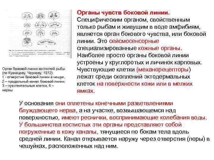 Орган боковой линии костистой рыбы (по Кузнецову, Чернову, 1972): 1 - отверстие боковой линии