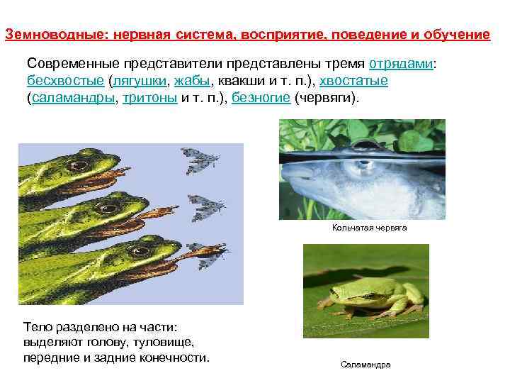 Земноводные: нервная система, восприятие, поведение и обучение Современные представители представлены тремя отрядами: бесхвостые (лягушки,