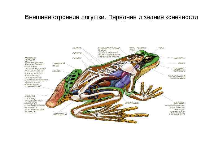 Строение лягушки. Строение конечностей лягушки. Строение передних конечностей лягушки. Строение задней конечности лягушки. Строение передних и задних конечностей лягушки.