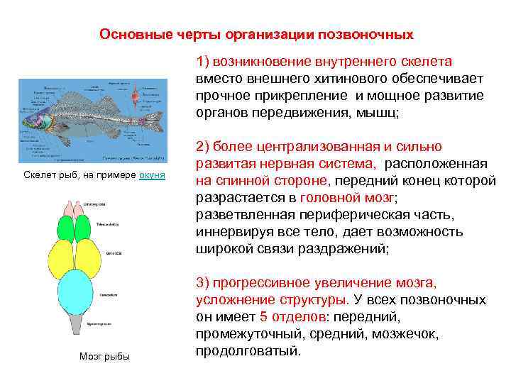 Прогрессивные черты строения