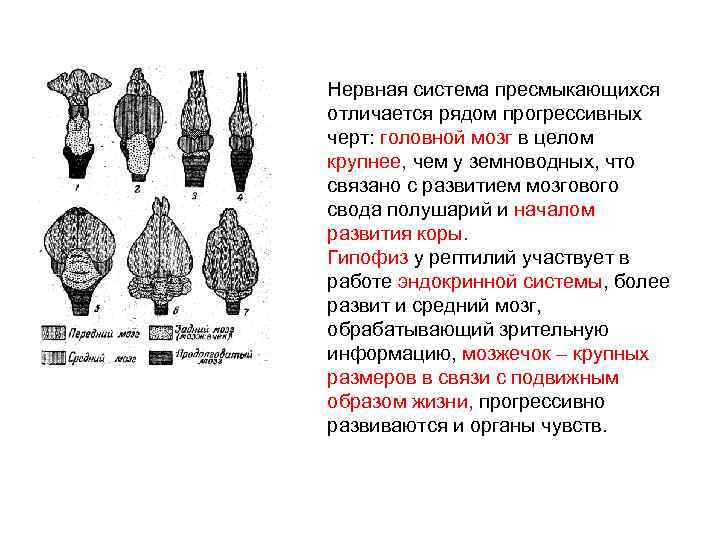 Нервная система пресмыкающихся отличается рядом прогрессивных черт: головной мозг в целом крупнее, чем у