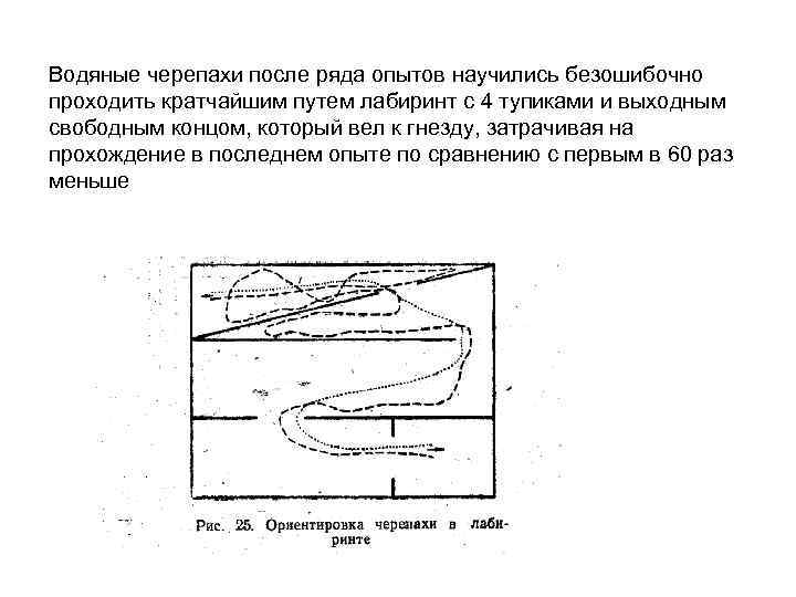 Водяные черепахи после ряда опытов научились безошибочно проходить кратчайшим путем лабиринт с 4 тупиками