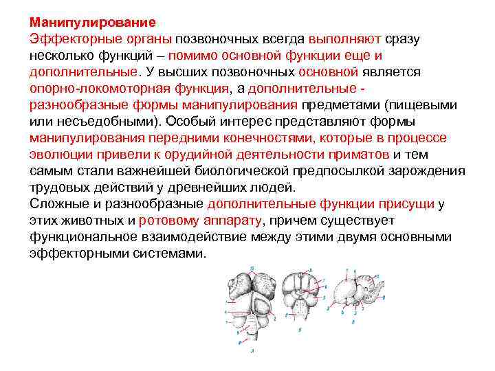 Манипулирование Эффекторные органы позвоночных всегда выполняют сразу несколько функций – помимо основной функции еще