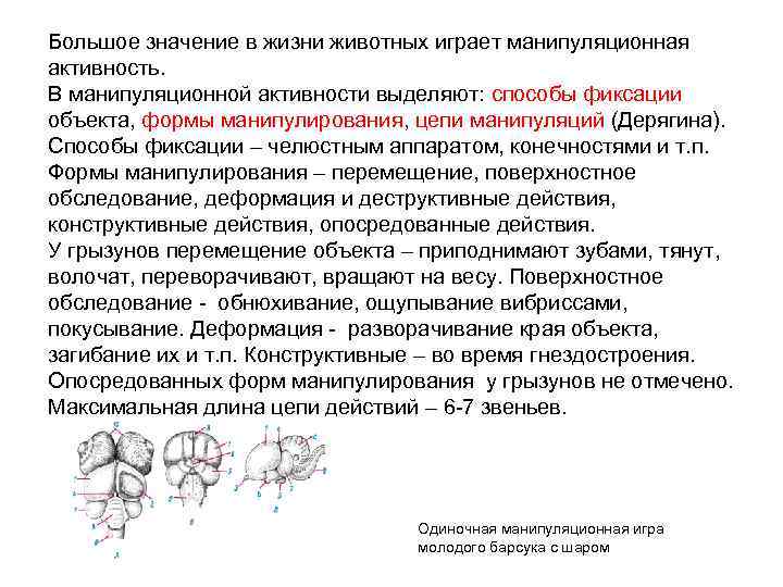 Большое значение в жизни животных играет манипуляционная активность. В манипуляционной активности выделяют: способы фиксации