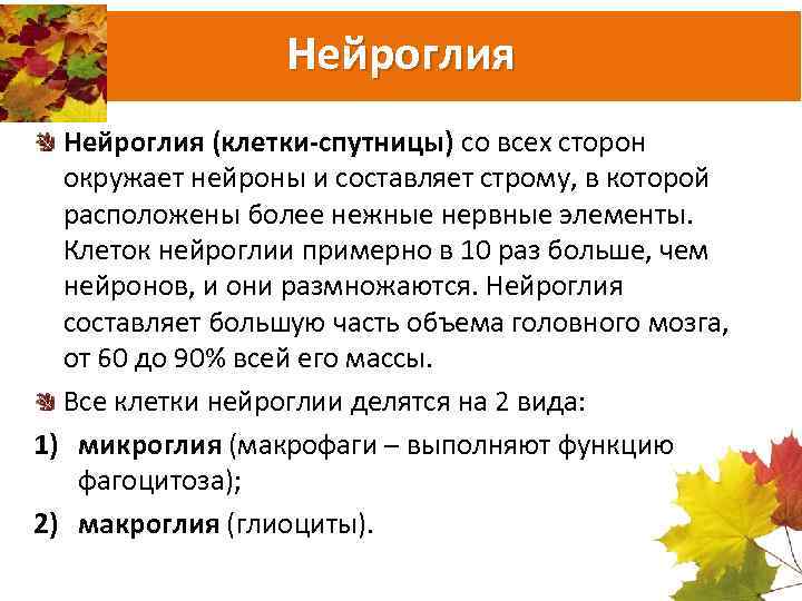 Нейроглия (клетки-спутницы) со всех сторон окружает нейроны и составляет строму, в которой расположены более