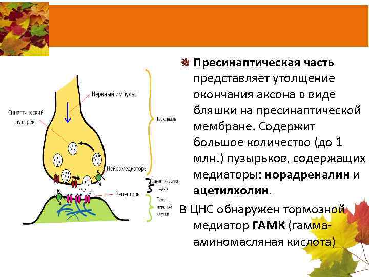 Пресинаптическая часть представляет утолщение окончания аксона в виде бляшки на пресинаптической мембране. Содержит большое