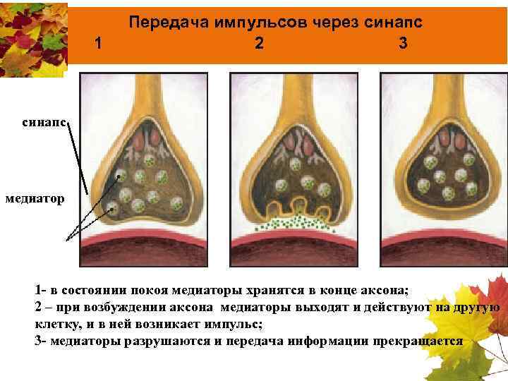 1 Передача импульсов через синапс 2 3 синапс медиатор 1 - в состоянии покоя