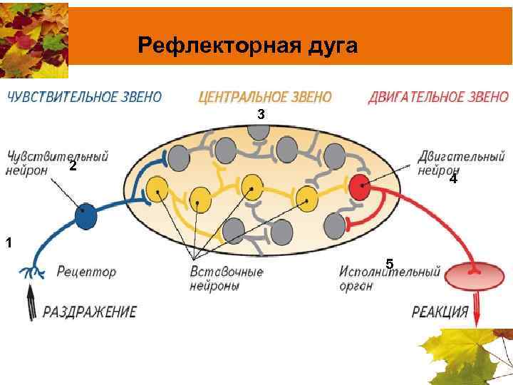 Рефлекторная дуга 3 2 4 1 5 