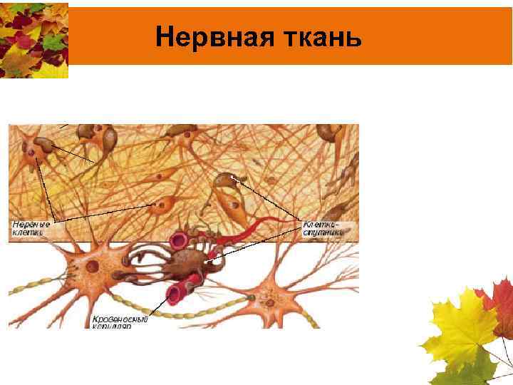 Какая ткань изображена на картинке нервная соединительная эпителиальная мышечная