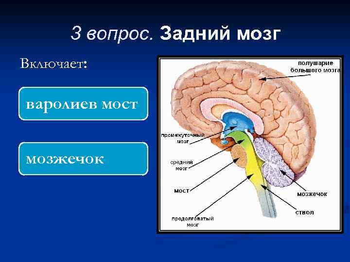 3 вопрос. Задний мозг Включает: варолиев мост мозжечок 