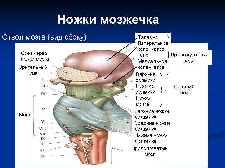 Ножки мозжечка Ствол мозга (вид сбоку) Срез через ножки мозга Зрительный тракт Мост Таламус