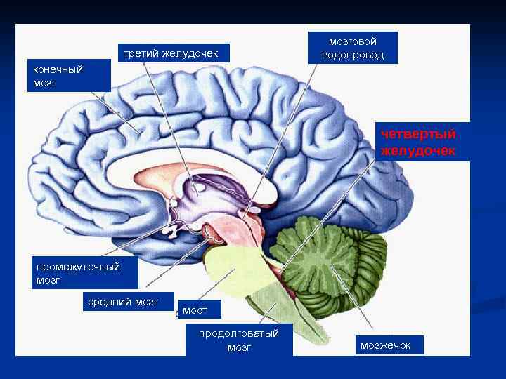 Мозговой ствол фото