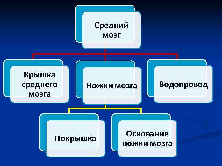 Средний мозг Крышка среднего мозга Ножки мозга Покрышка Водопровод Основание ножки мозга 