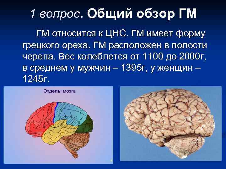 1 вопрос. Общий обзор ГМ ГМ относится к ЦНС. ГМ имеет форму грецкого ореха.