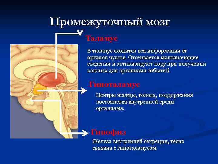 Мозговой ствол фото