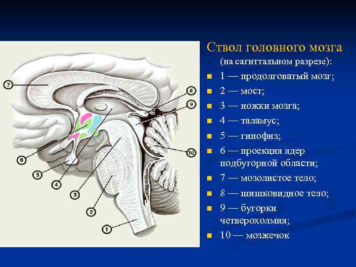 Ствол головного мозга n . (на сагиттальном разрезе): n n n n n 1