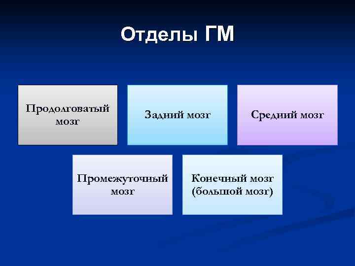 Отделы ГМ Продолговатый мозг Задний мозг Промежуточный мозг Средний мозг Конечный мозг (большой мозг)